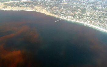 A past red tide off La Jolla, California. As in Florida, ocean waters were stained crimson.